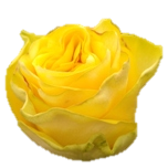 Golden Globe Roses d'Equateur Ethiflora